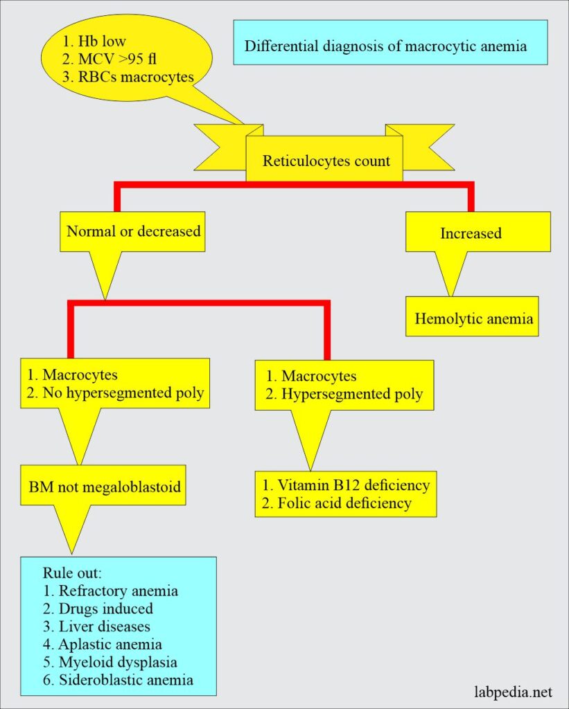 Anemia classification, diagnosis, and routine workup