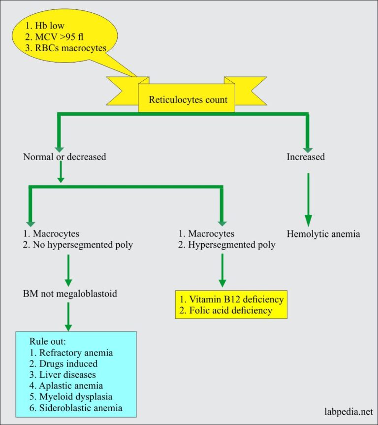 Anemia:- Part 3 – Megaloblastic Anemias, Macrocytic, Vitamin B12 And ...