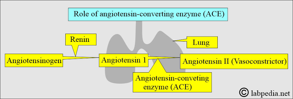 Role of Angiotensin-converting enzyme Role of Angiotensin-converting enzyme