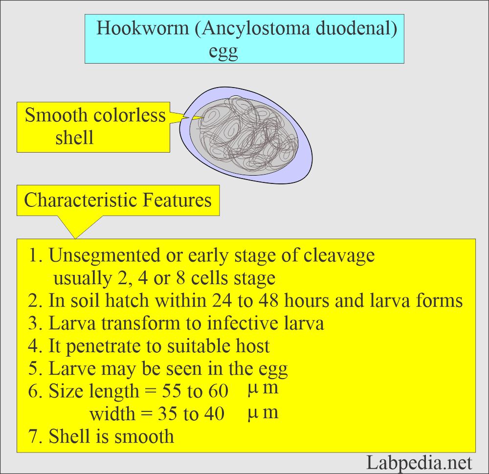 Common parasites: Ankylostoma duodenal 