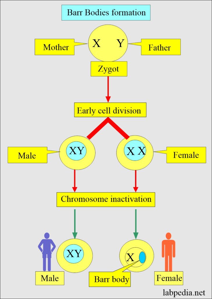 barr-bodies-detection-sex-chromatin-body-nuclear-sexing-and