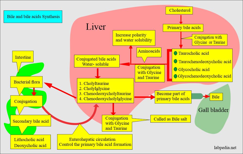 Bile acids (Bile salts) formation and metabolism 