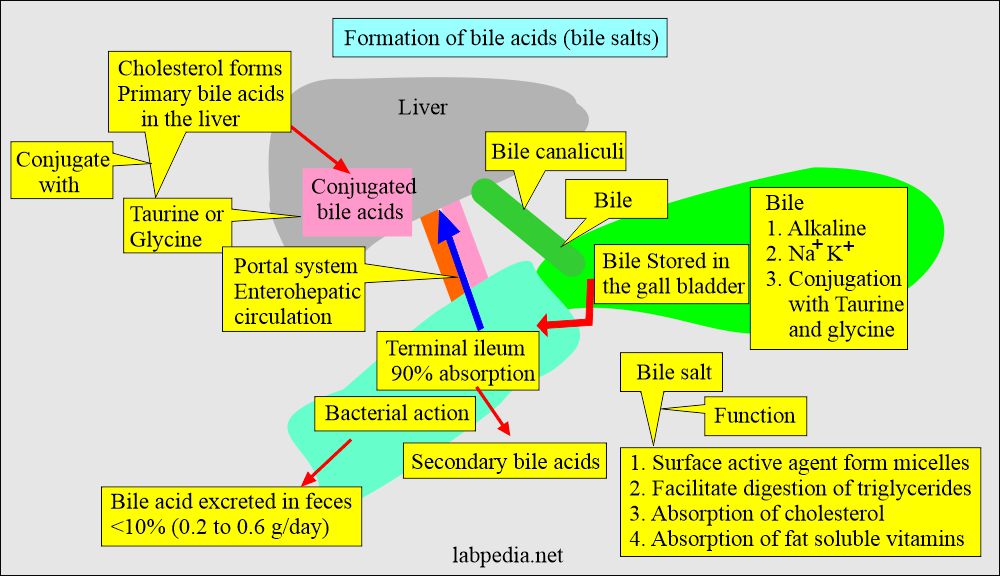 Urine For Bile pigments: Bile salt (bile acids) formation and functions 
