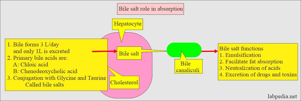 Bile salts functions