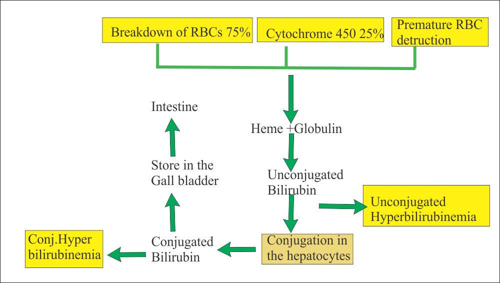 How Does Bilirubin Show Up In Blood Tests At Andra Cunningham Blog