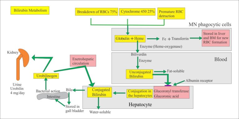 bilirubin-part-1-total-direct-and-indirect-bilirubin-classification