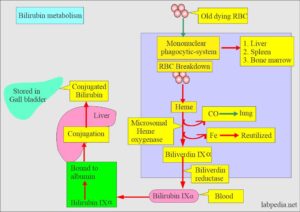 Bilirubin:- Part 1 - Total Bilirubin (Direct and Indirect Bilirubin ...