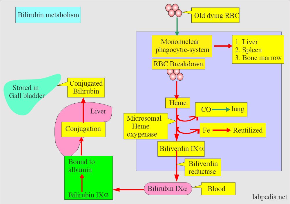 Summary of the bilirubin metabolism