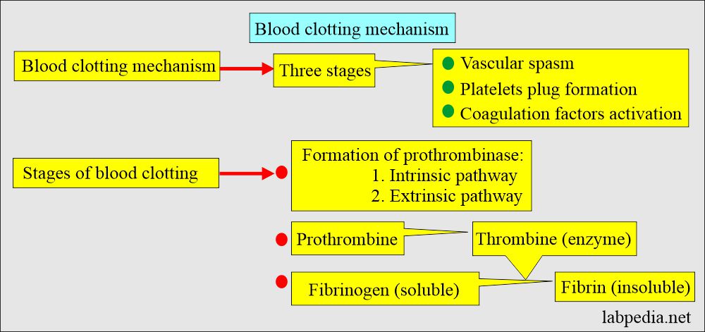 Clotting time (CT): Blood clotting mechanism