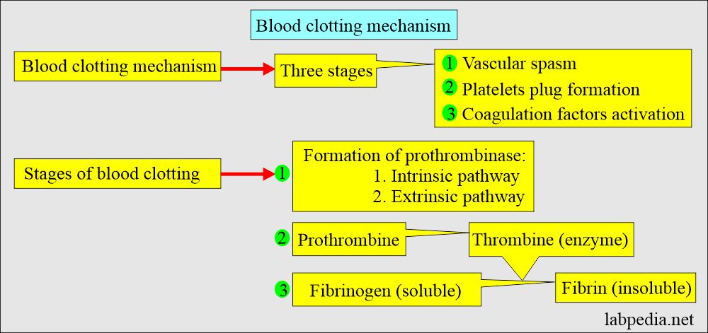 Blood coagulation process