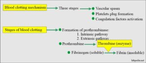 Clotting Time (C T) - Labpedia.net