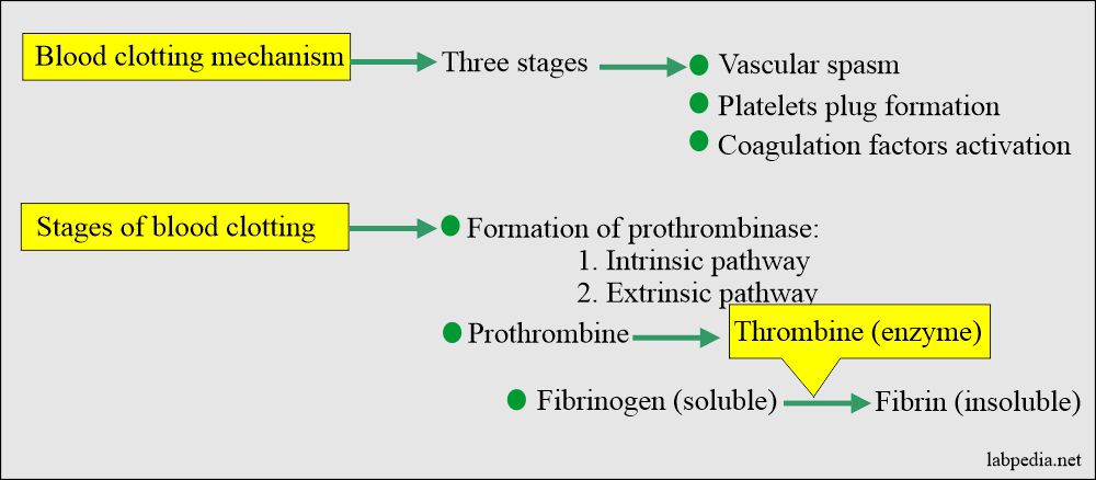 blood clotting mechanism stages