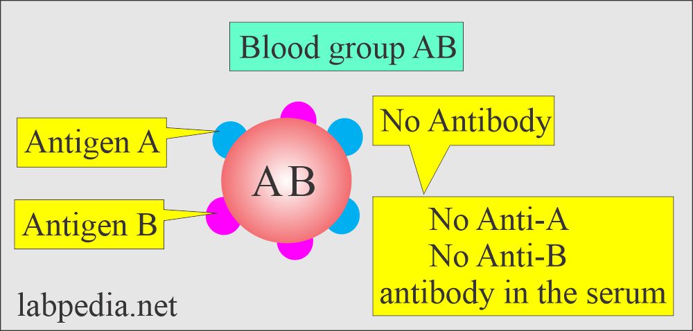 Blood group AB