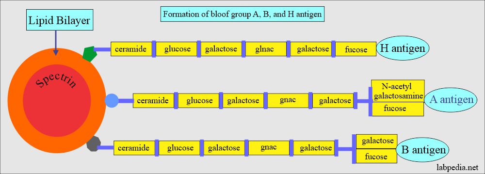 Formation of blood group antigens A, B, and H