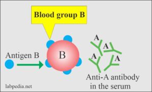 Blood Banking:- Part 1- Blood Groups ABO And Rh System, Blood Grouping ...