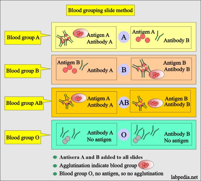 Blood banking part 1 Blood Groups ABO and Rh System, Blood Grouping