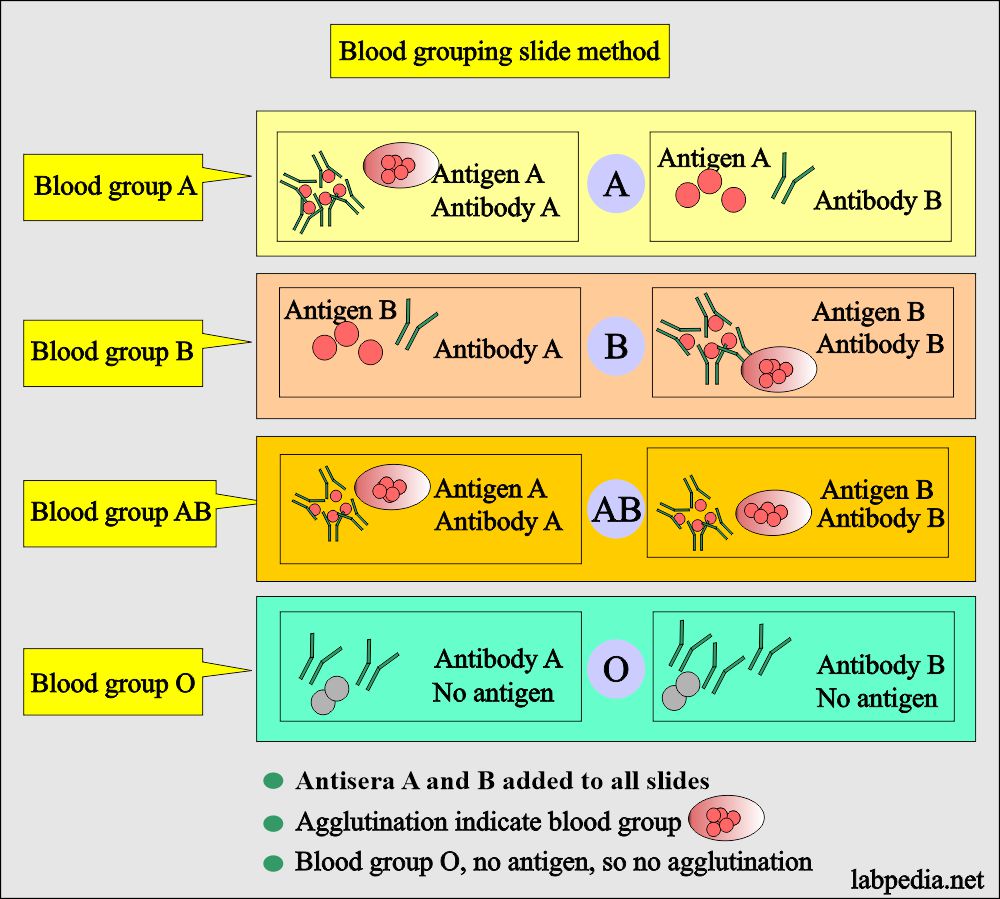 Blood grouping on slide