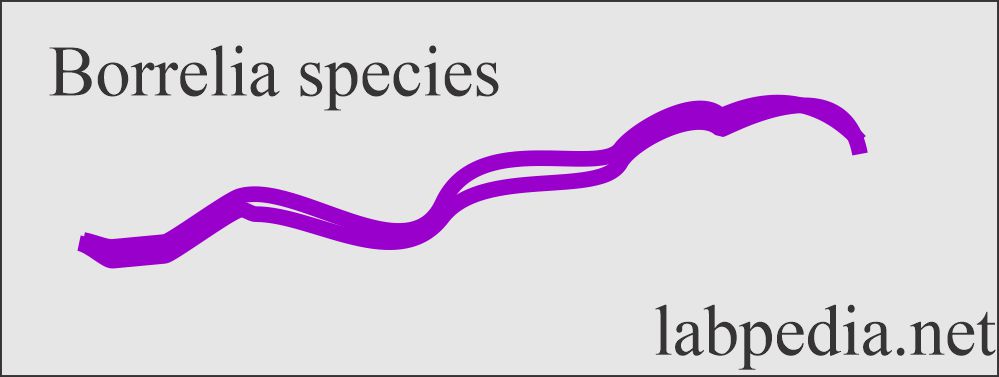 Borrelia species