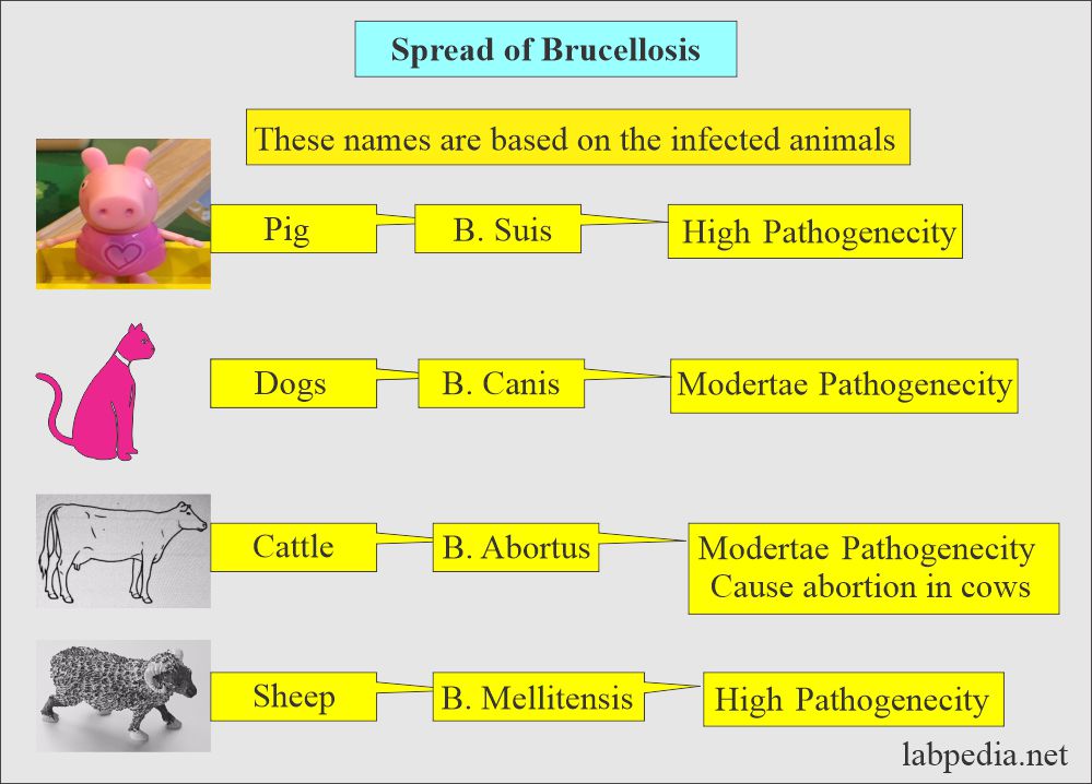 Brucellosis spread