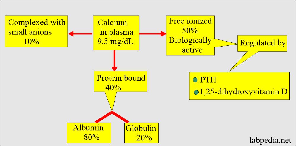 calcium distribution in the body