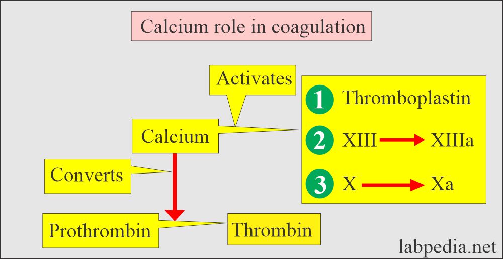 Calcium role in coagulation 