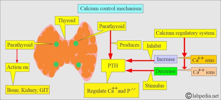 Pth Calcium Algorithm Calcium: - Part 1 - Calcium Total, Hypercalcemia and Hypocalcemia ...