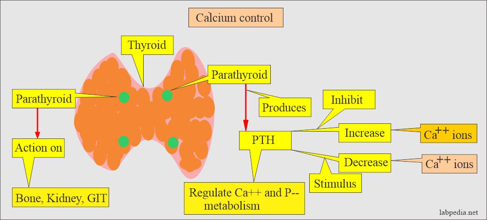 Calcium control mechanism depends upon PTH