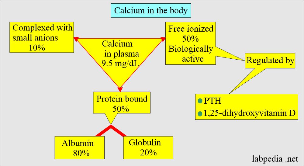 Calcium distribution in the body