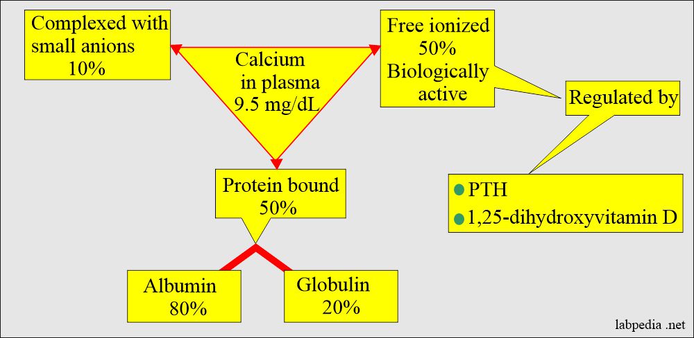 Distribution of the calcium, various forms in blood