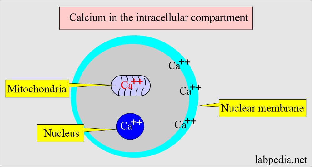 Calcium intracellular distribution