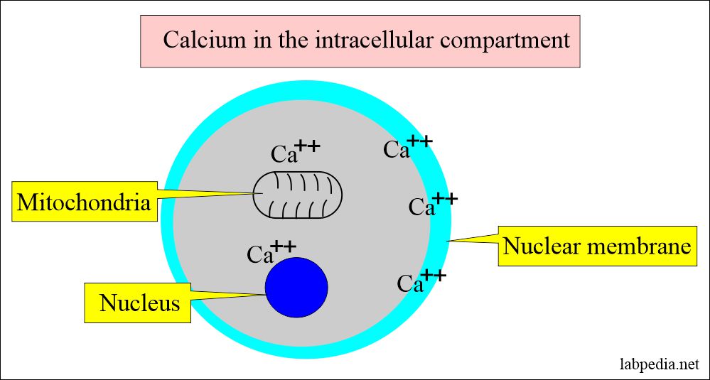 Calcium distribution in the cell