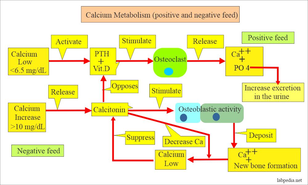calcium metabolism (positive and negative feed mechanism)