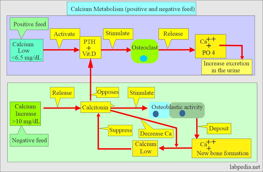 Calcium metabolism and regulation