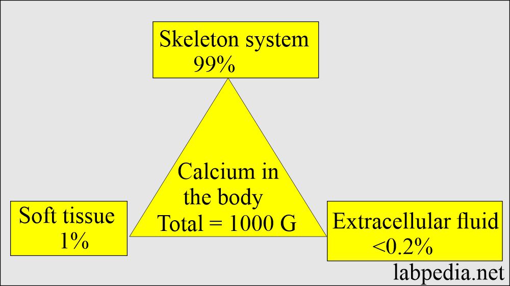 Calcium distribution in the body