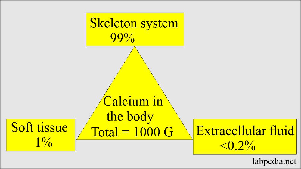Distribution of the calcium in the body
