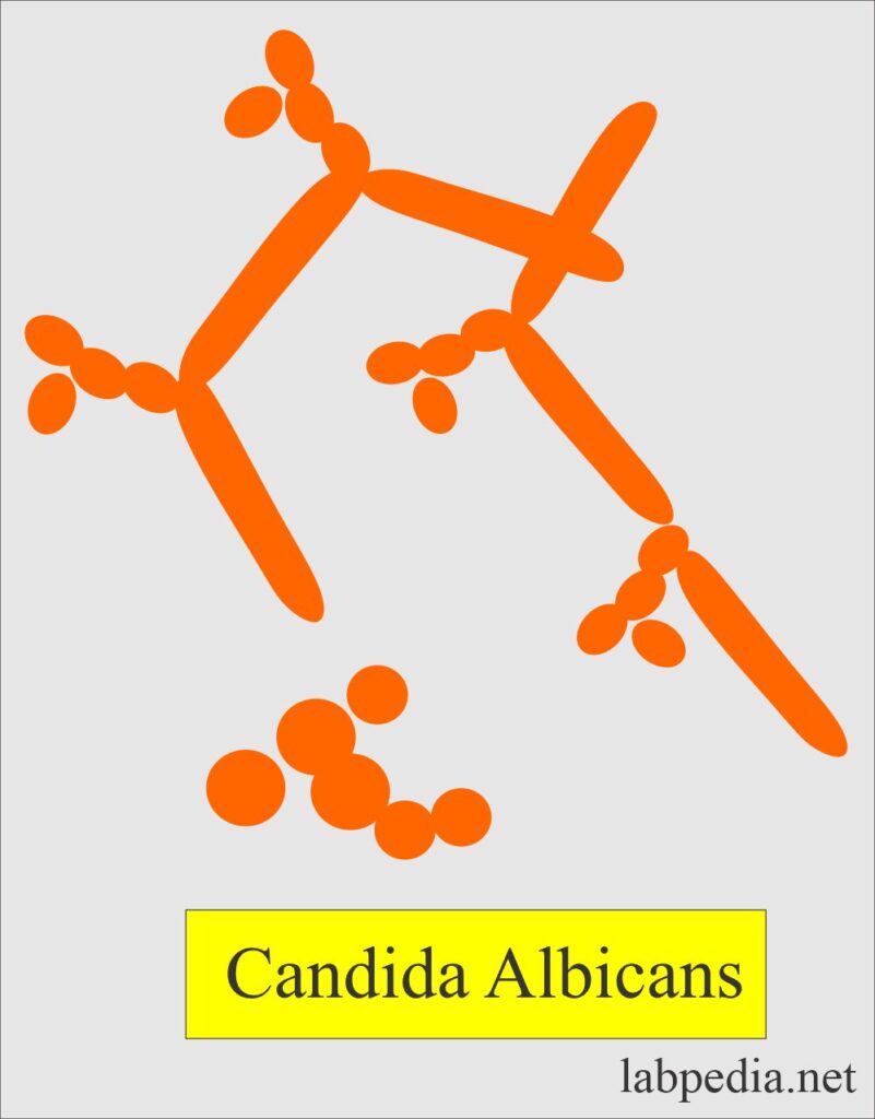Candidiasis, Candida albicans and Diagnosis - Labpedia.net