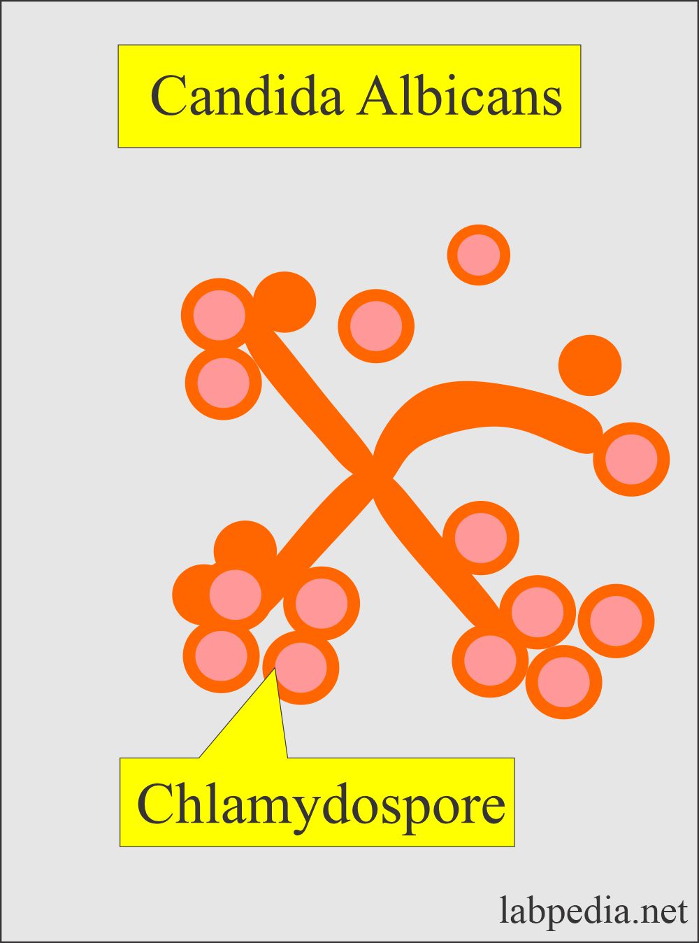 candida albicans showing chlamydospore