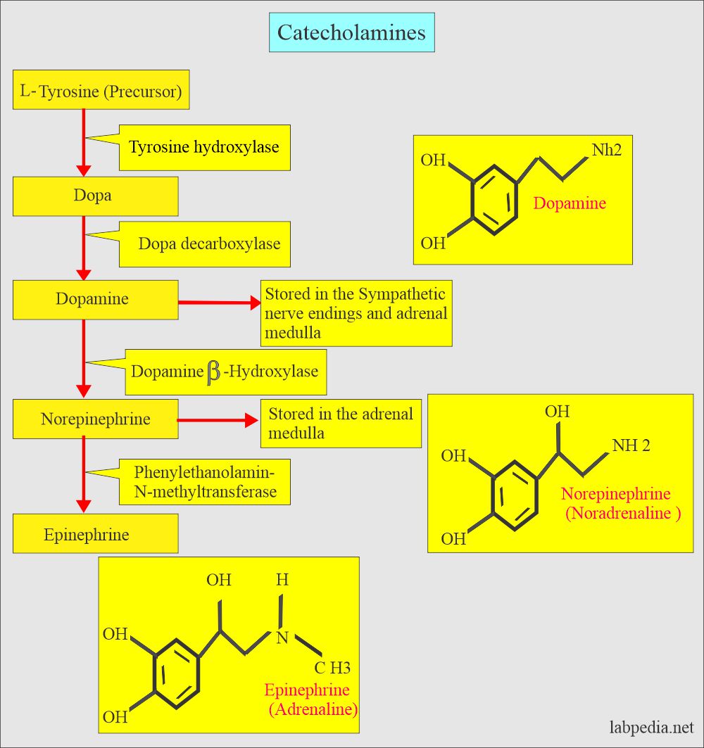 Catecholamine formation