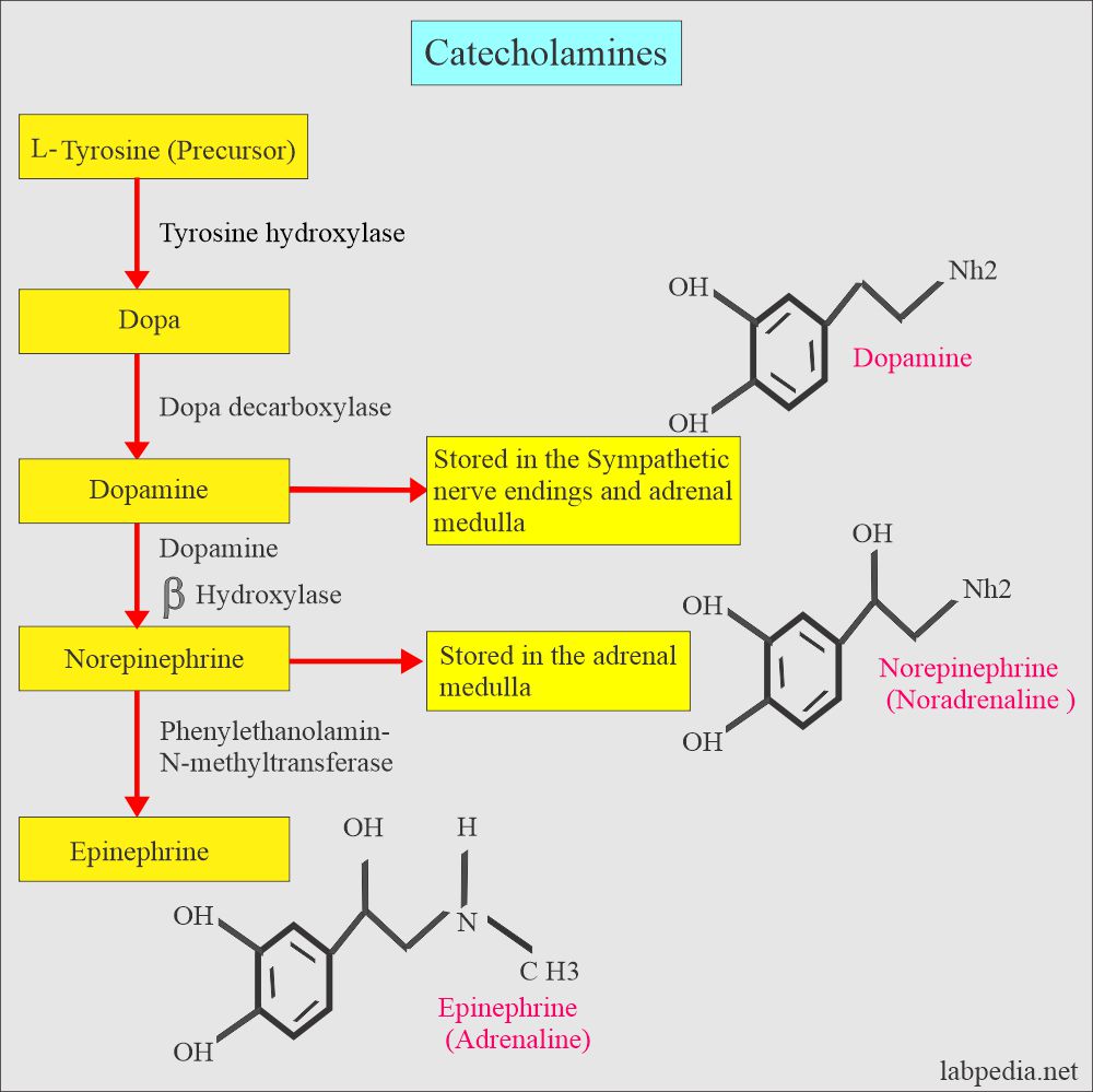Catecholamine formation