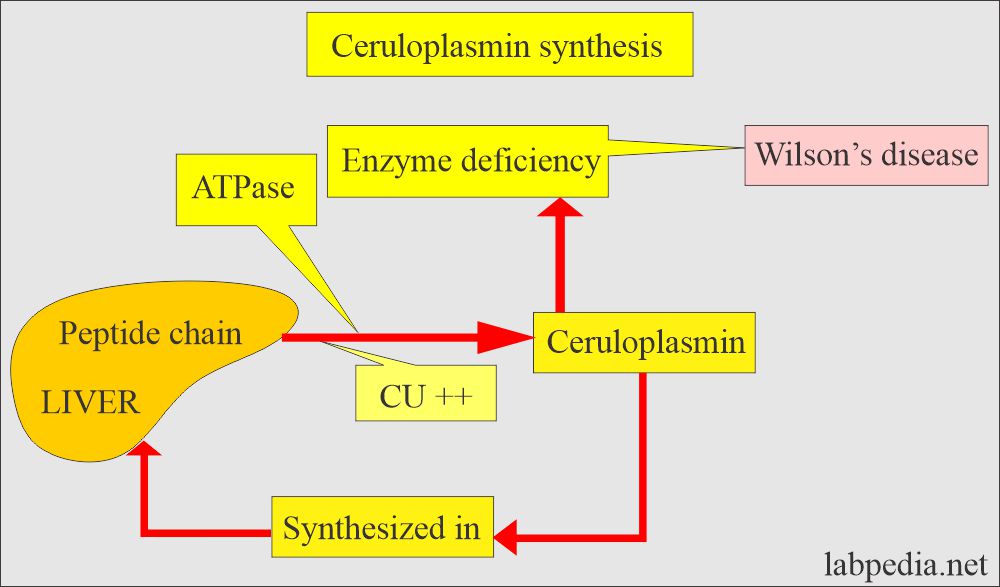 Ceruloplasmin synthesis