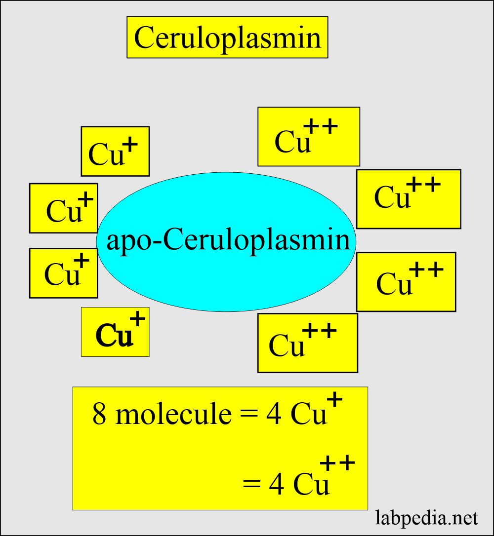 Ceruloplasmin structure and copper