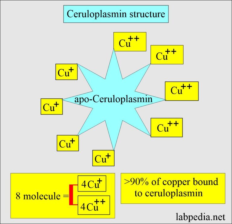 Ceruloplasmin, Acute Phase Protein