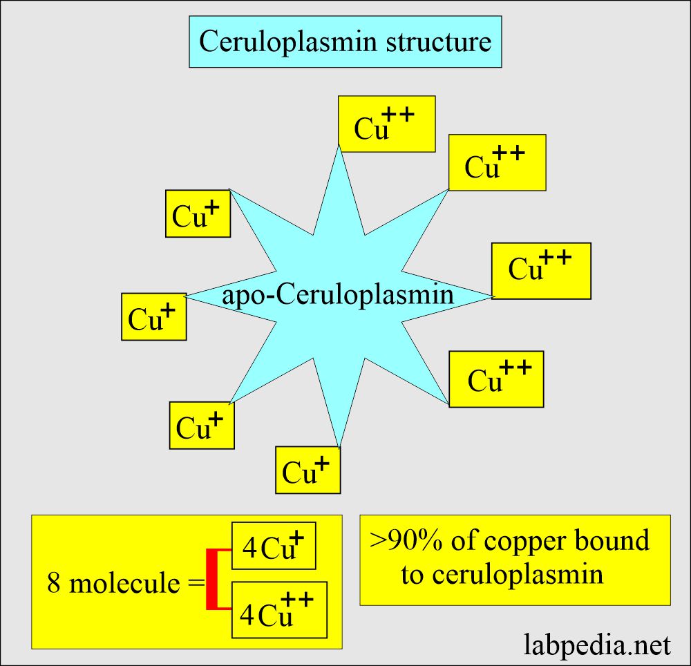 Ceruloplasmin, Acute Phase Protein