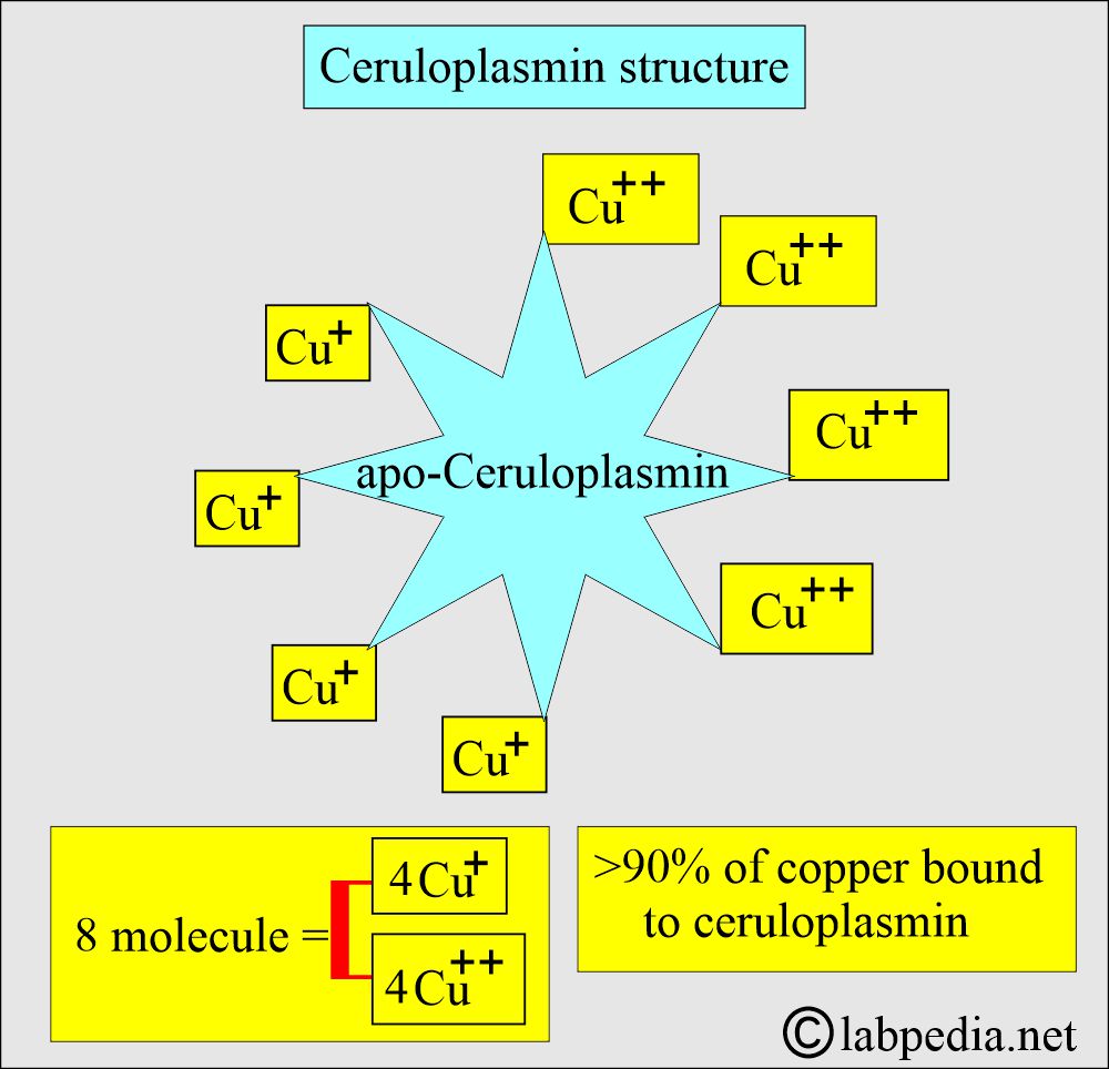 Ceruloplasmin structure