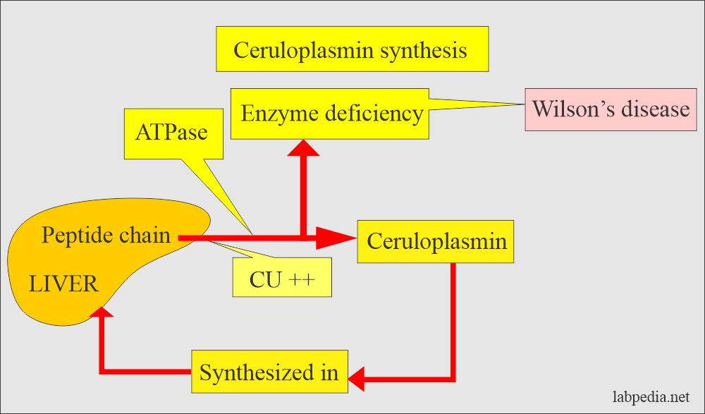 Ceruloplasmin synthesis and deficiency
