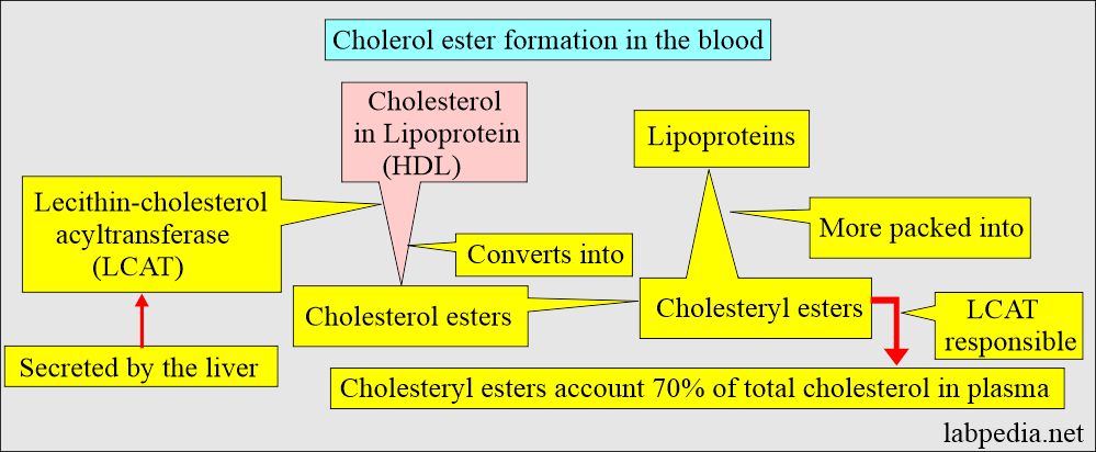 Cholesterol esters formation 