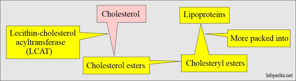 Cholesterol esterification