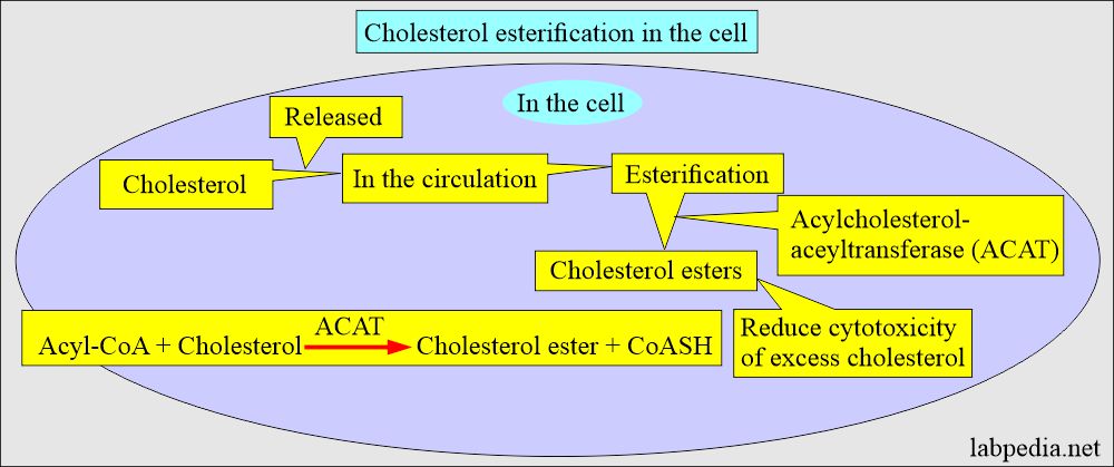 Cholesterol esterification in the cell