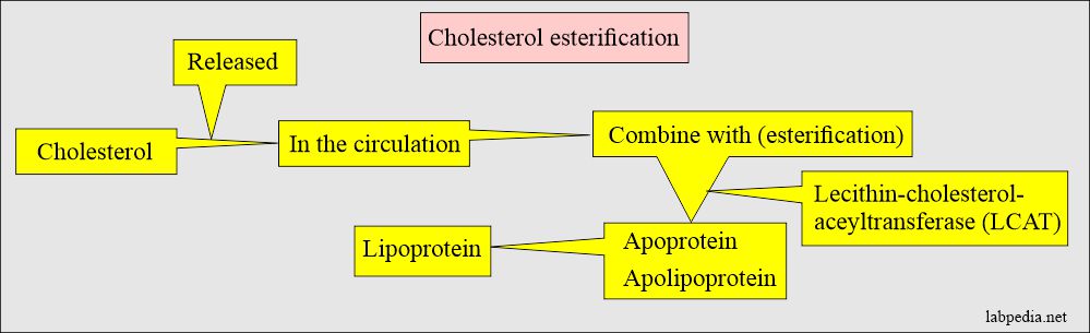 Cholesterol esterification