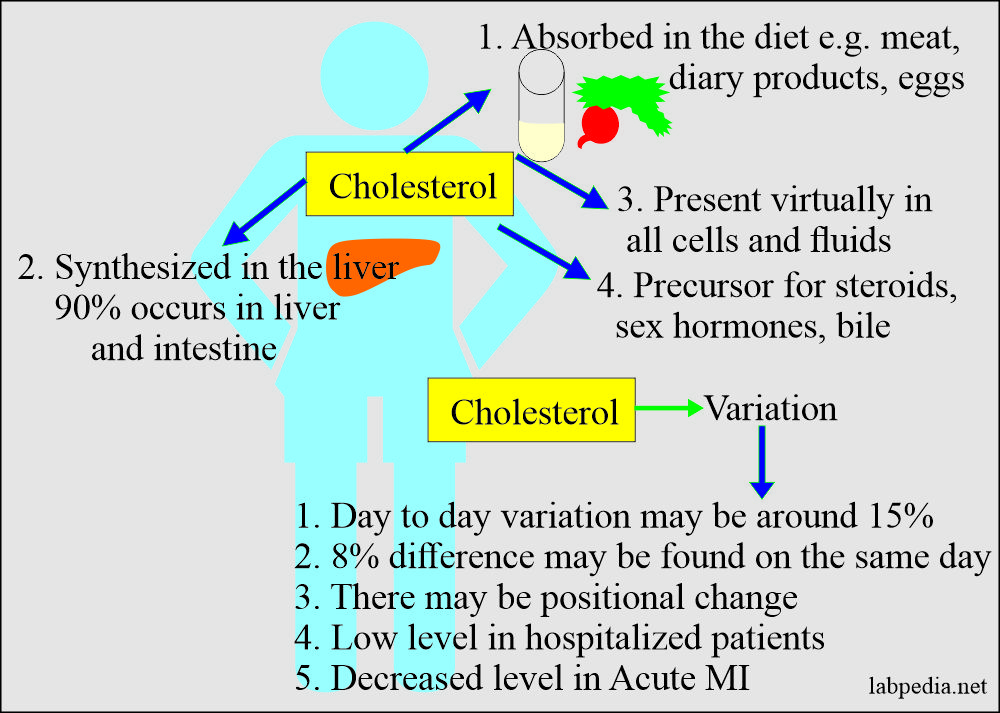 cholesterol absorption and variation